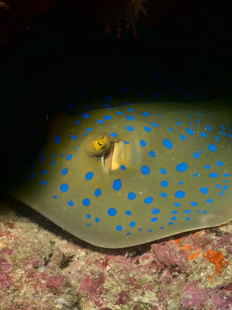 Tauchen Kenia